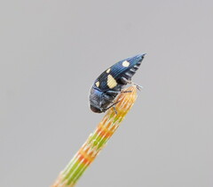 Astraeus pygmaeus