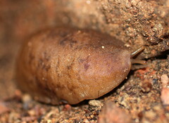 Laevicaulis natalensis