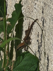 Phoenicolacerta laevis