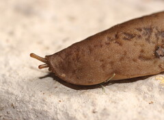 Laevicaulis natalensis