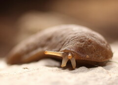 Laevicaulis natalensis