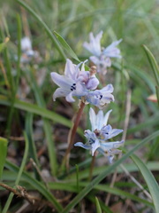Bellevalia hyacinthoides