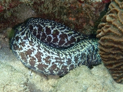 Gymnothorax undulatus