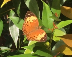 Cupha erymanthis lotis