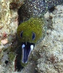 Gymnothorax undulatus