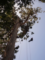 Eucalyptus obliqua