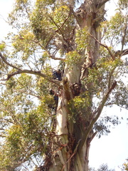 Eucalyptus regnans