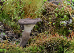 Faerberia carbonaria