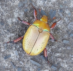 Anoplognathus