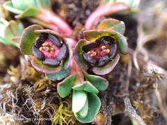 Euphorbia stracheyi