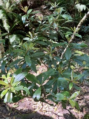 Tasmannia insipida