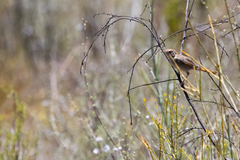 Cisticola subruficapilla