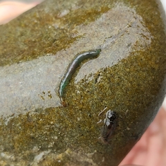 Hydrobiosidae