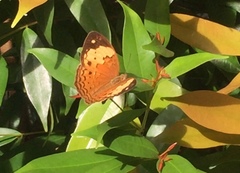 Cupha erymanthis lotis
