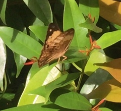 Cupha erymanthis lotis