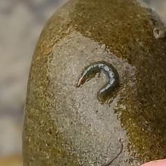 Hydrobiosidae