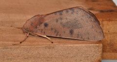 Plesanemma altafucata