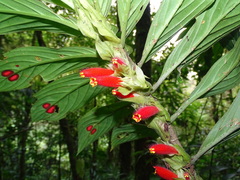 Columnea dimidiata
