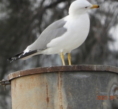 Larus armenicus
