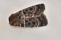 Proteuxoa sanguinipuncta