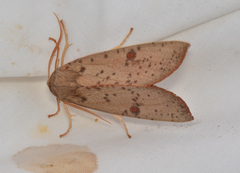 Plesanemma altafucata