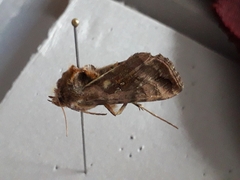 Autographa jota