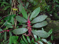 Columnea purpurata