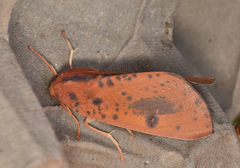 Plesanemma altafucata