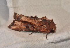Neumichtis iorrhoa