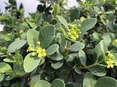 Wikstroemia uva-ursi