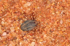 Hyalomma turanicum