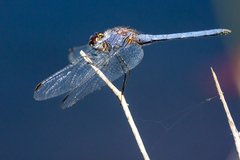 Trithemis furva