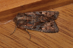 Neumichtis spumigera