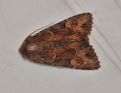 Neumichtis iorrhoa