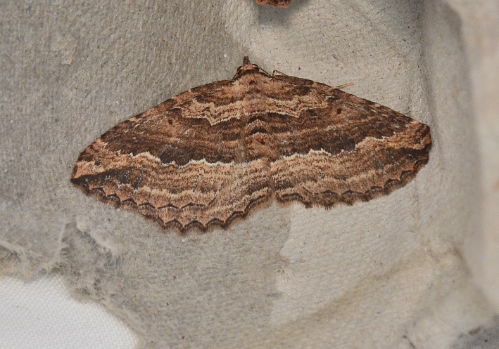 Acodia chytrodes