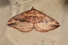 Acodia chytrodes