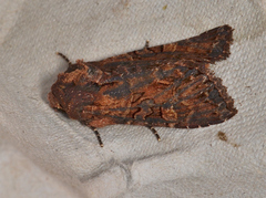 Neumichtis iorrhoa