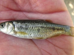 Sarmarutilus rubilio