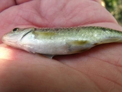 Sarmarutilus rubilio