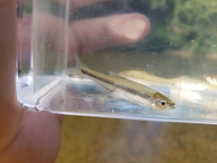 Ribbon Shiner photo 3