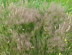 Agrostis capillaris