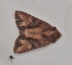 Neumichtis iorrhoa