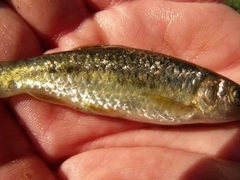 Sarmarutilus rubilio