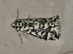 Archephanes zalosema