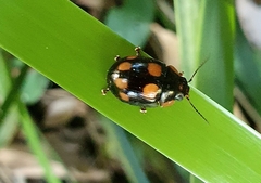 Paropsisterna sexpustulata