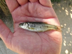 Sarmarutilus rubilio