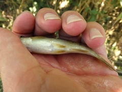 Sarmarutilus rubilio