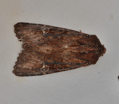 Neumichtis aplectoides