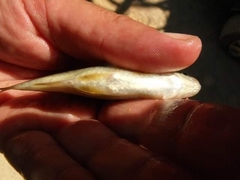 Sarmarutilus rubilio