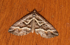 Melitulias graphicata